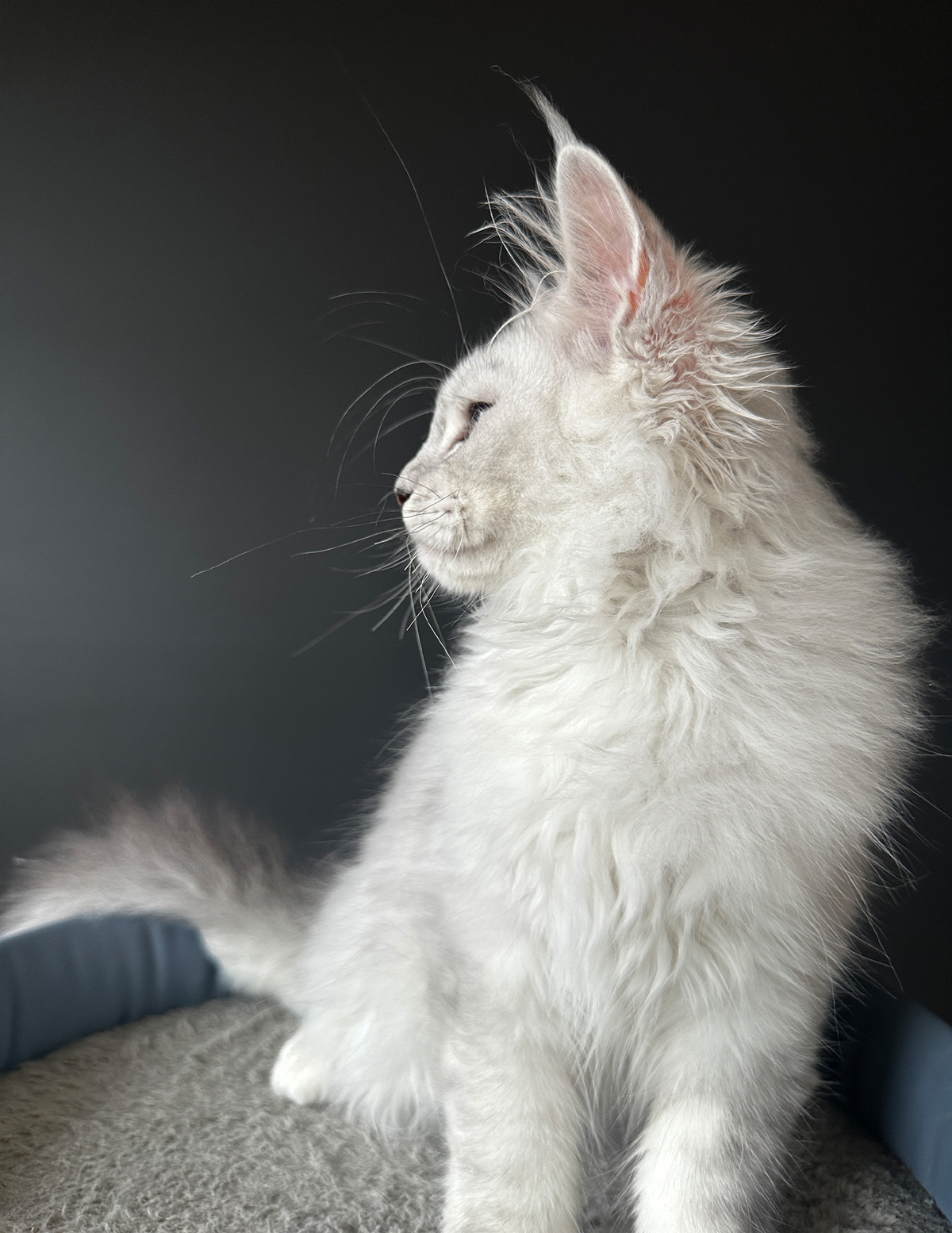 Sophie-16Weeks-Profile