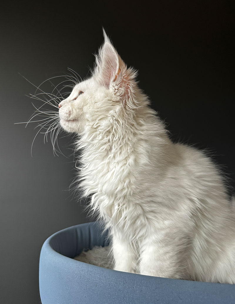 Lucy-14Weeks-Profile