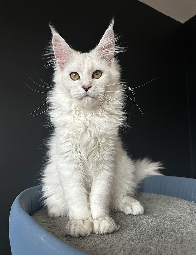 Lucy-16Weeks-Feature