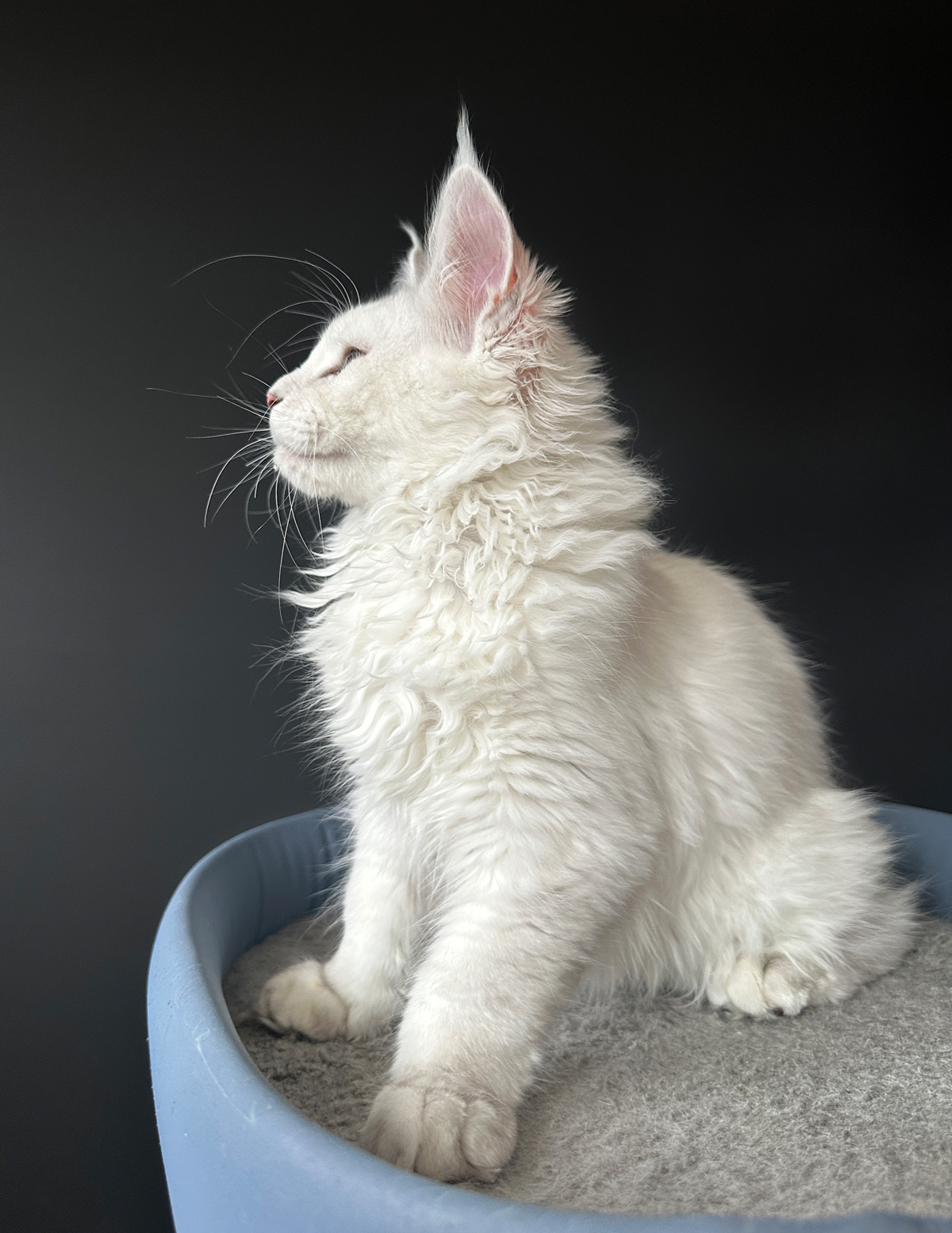 Lucy-16Weeks-Profile