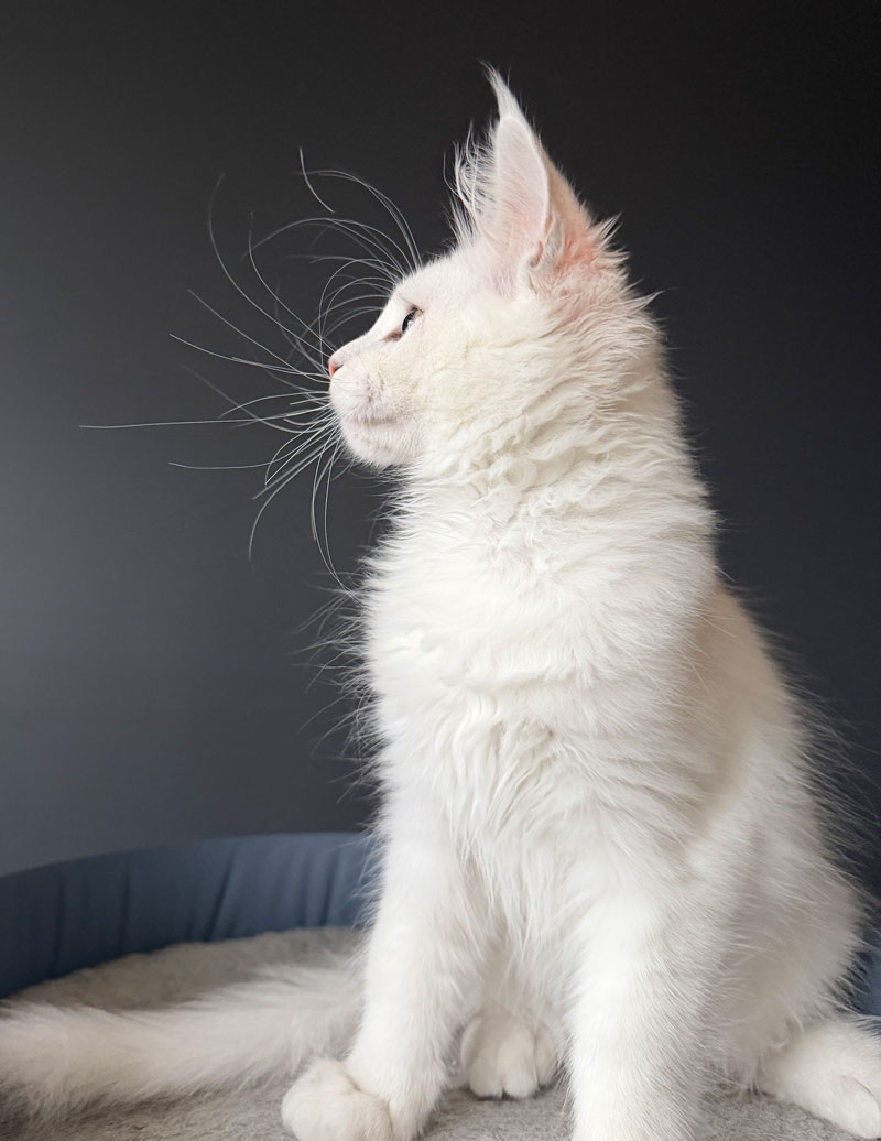 Opal-14Weeks-Profile