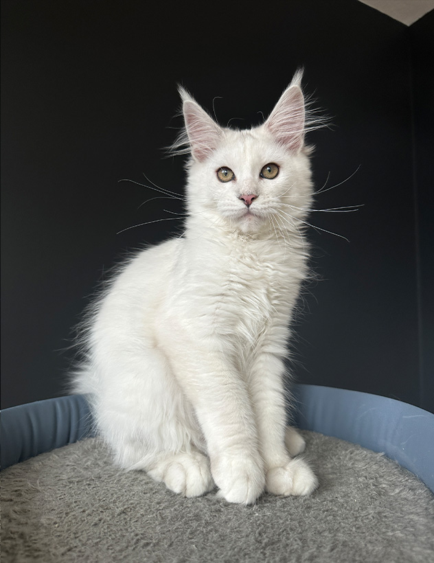 Opal-16Weeks-Feature