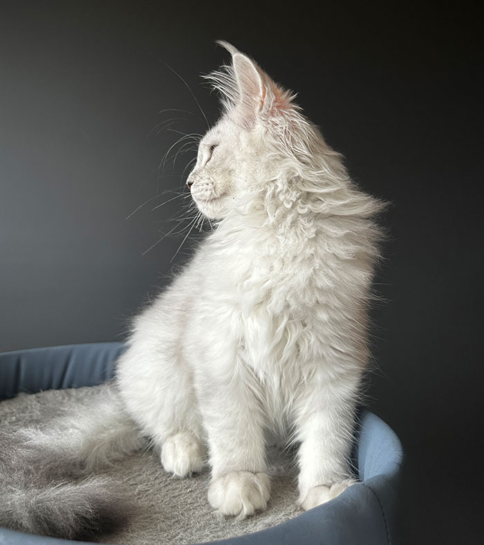 Sophie-14Weeks-Profile